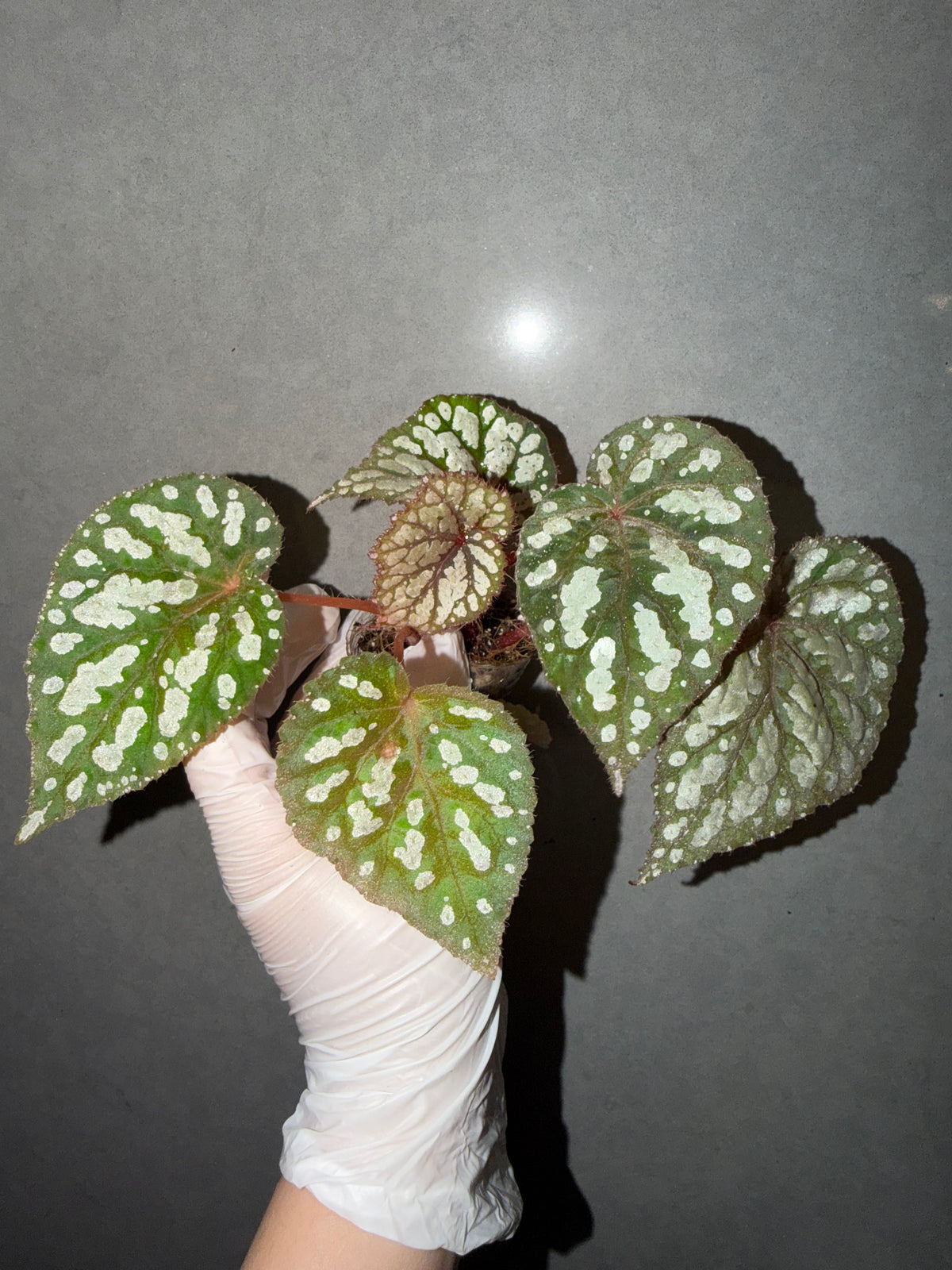 👸Begonia ‘Elizabeth Lahn’