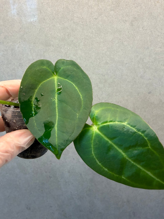 🌿Anthurium Magnificum *Black Crystallinum