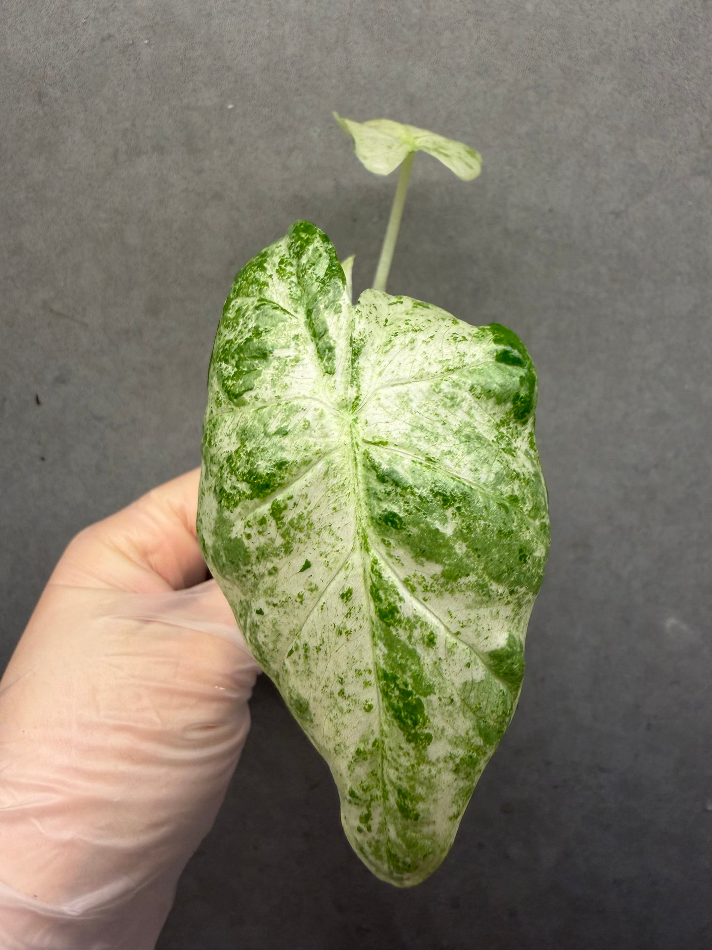 Alocasia odora ‘Batik’ Variegated
