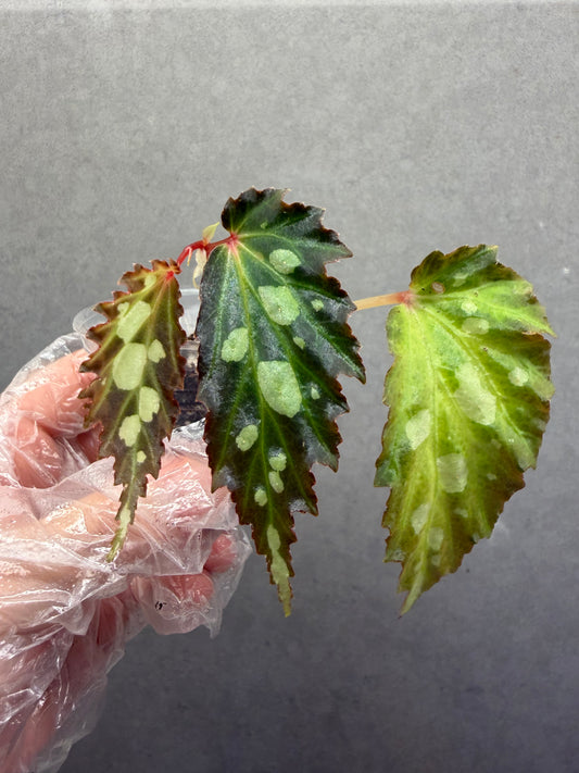 🌿Begonia sp. Mantuk