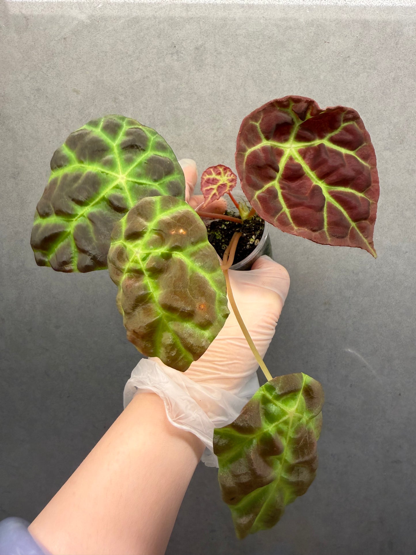 🌿Begonia goegoensis
