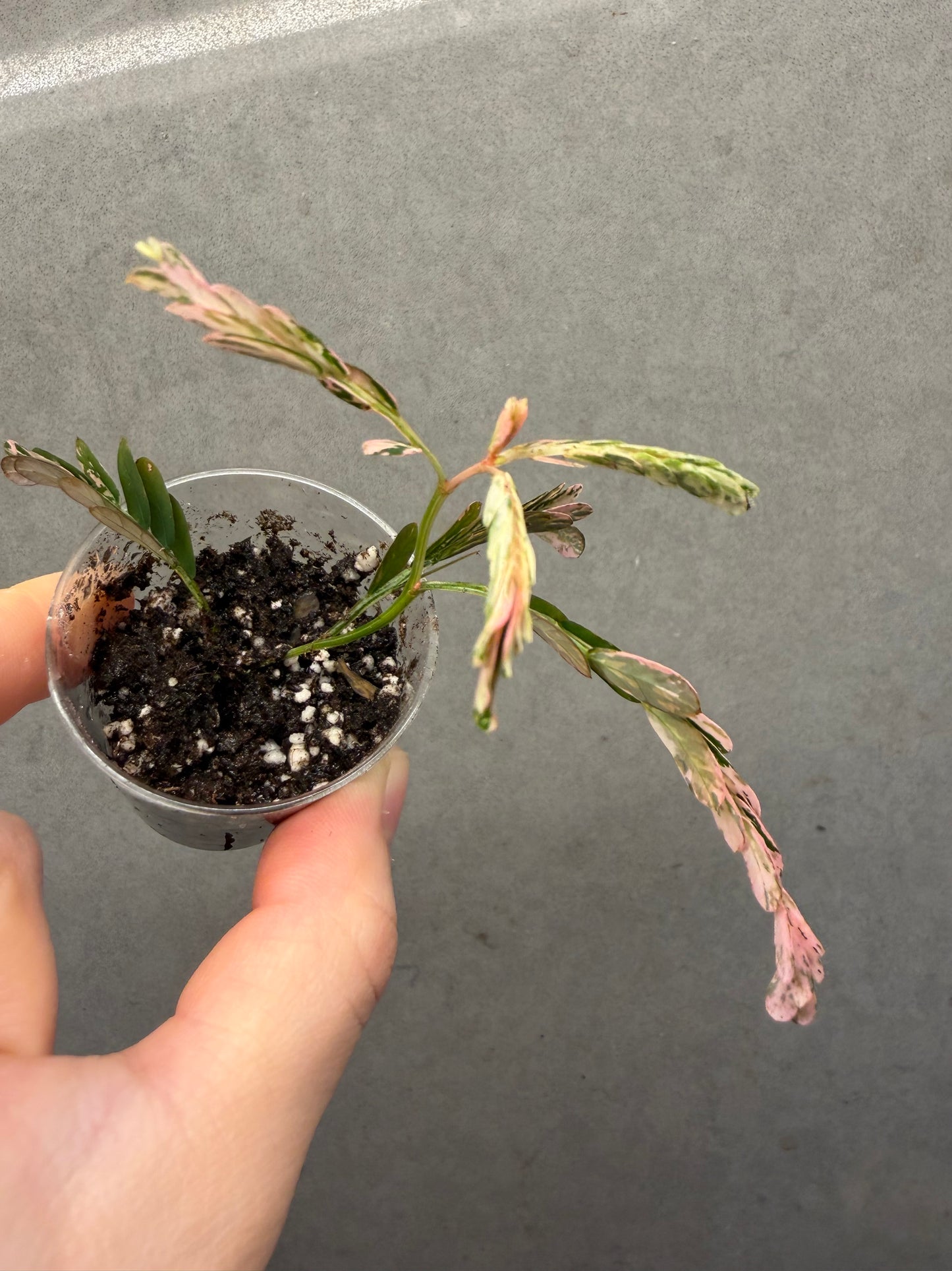 🌸Phyllanthus Urinaria Pink Variegated
