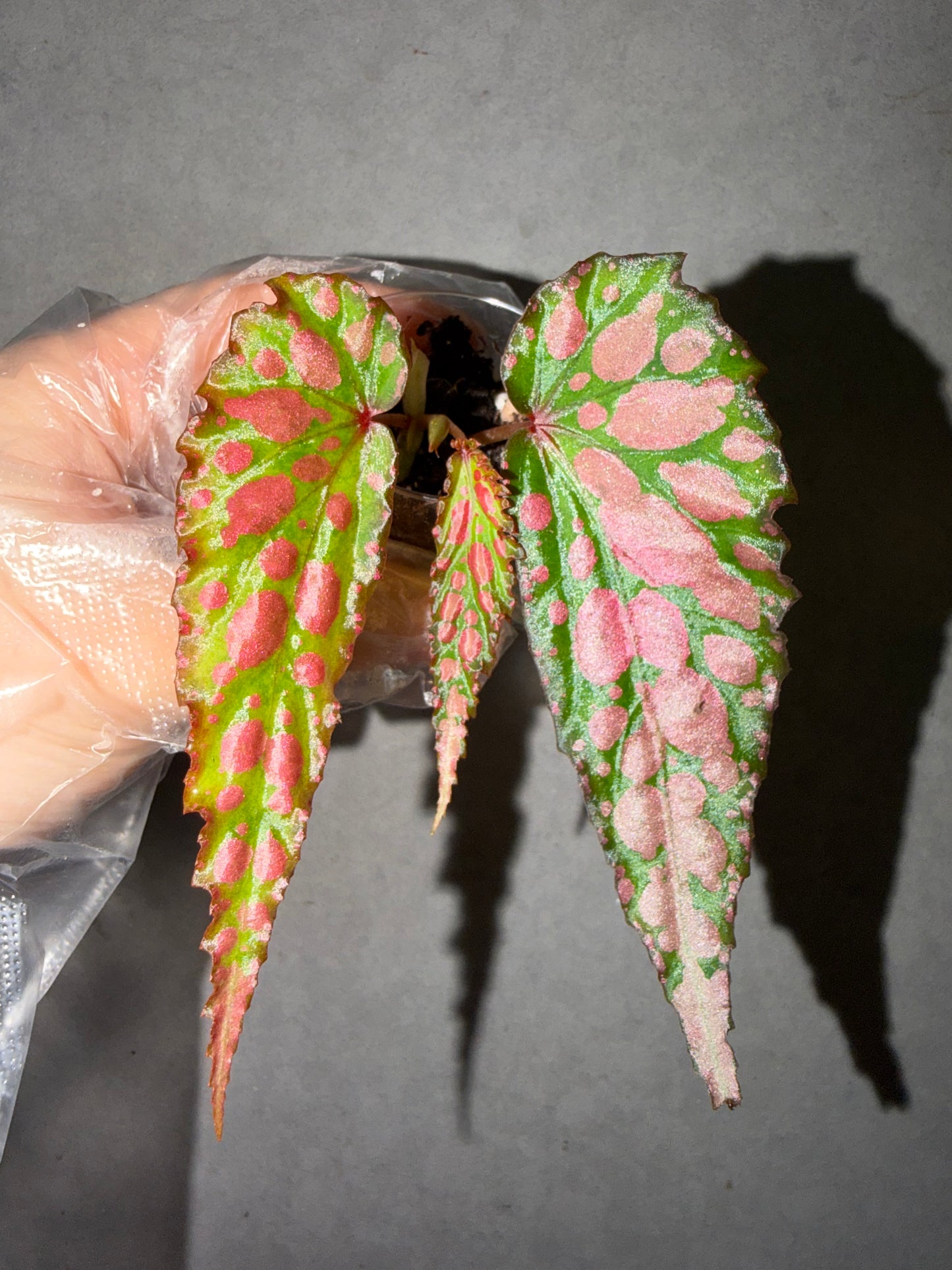 💗Begonia Amphioxus hybrid 🌶️