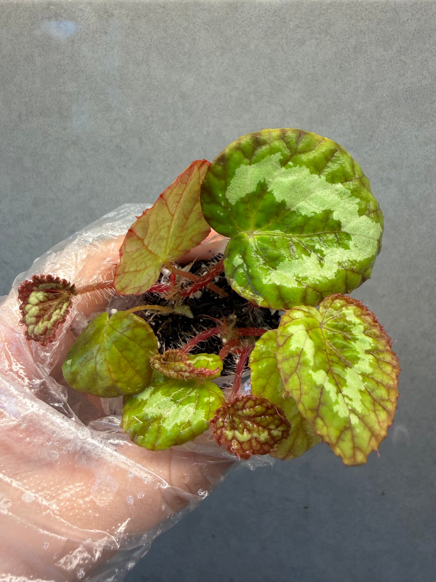 🌿Begonia sizemoreae
