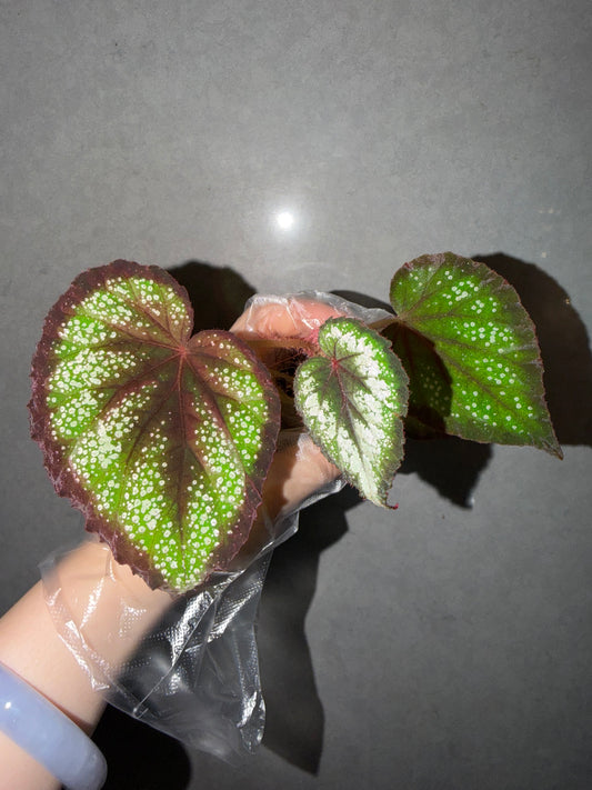 🌿Begonia ’Helen Lewis‘
