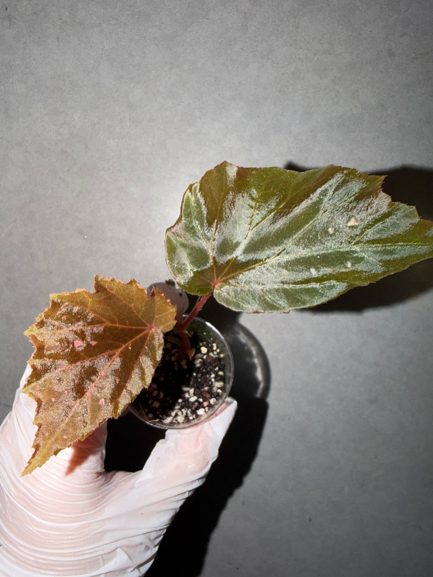 🌿Begonia ’Black Bat‘