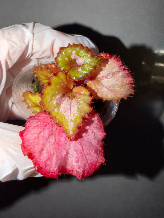 🩷Begonia ’Monet‘