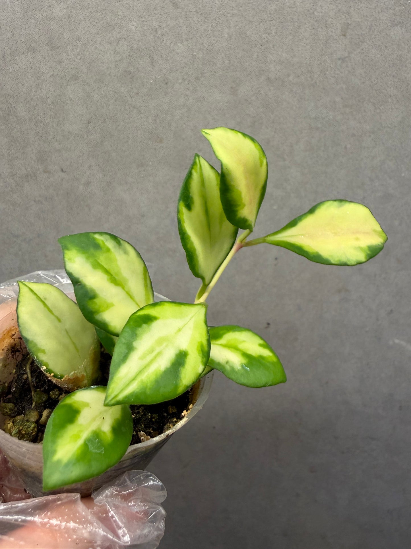 🌿Hoya Heuschkeliana