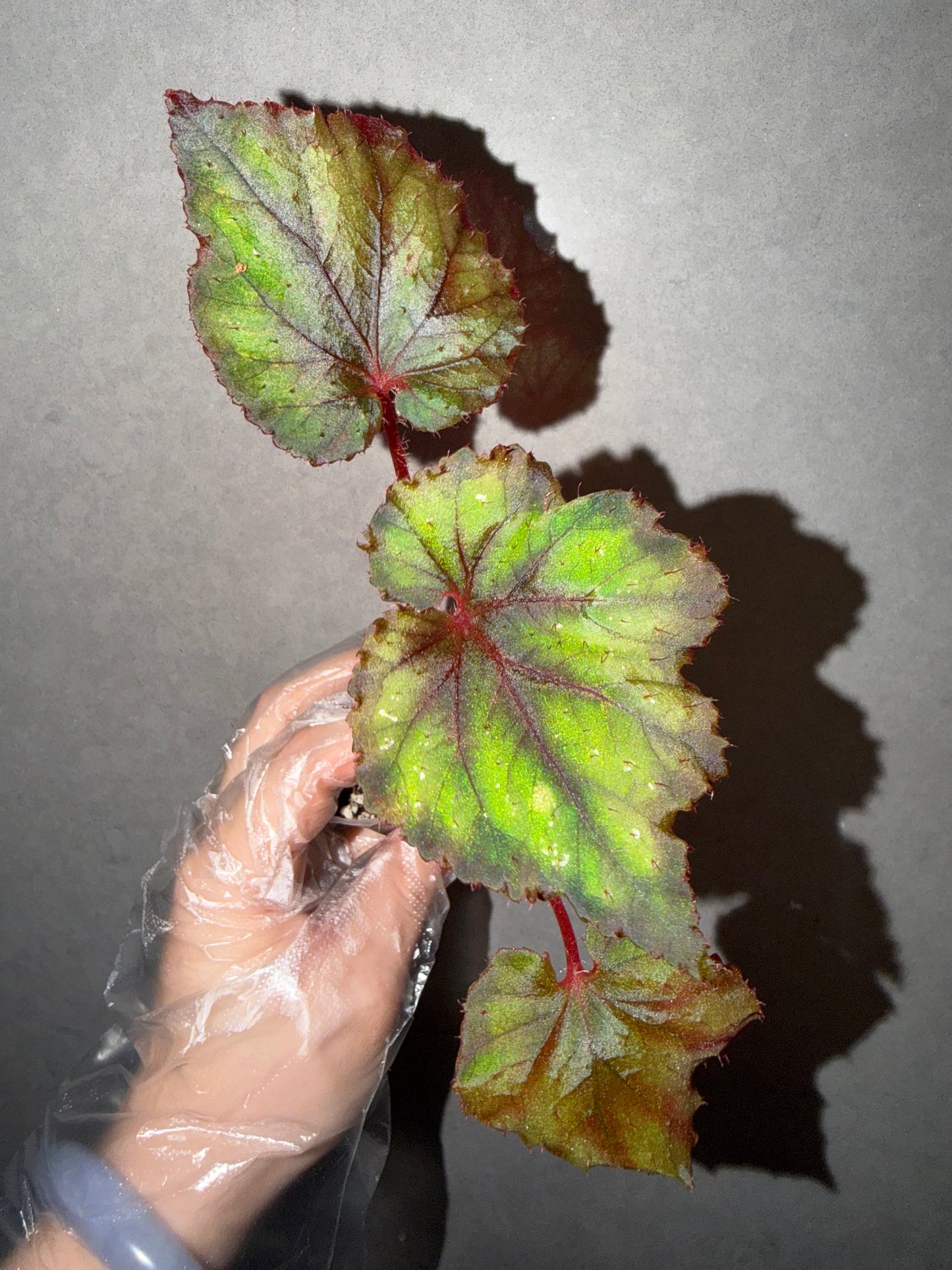 🌿Begonia DS-Chocolate Covered Cherry
