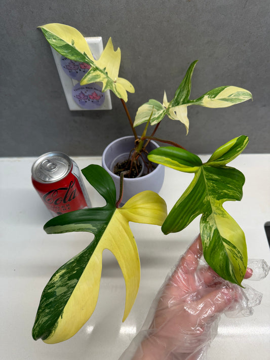 Philodendron 'Florida beauty’