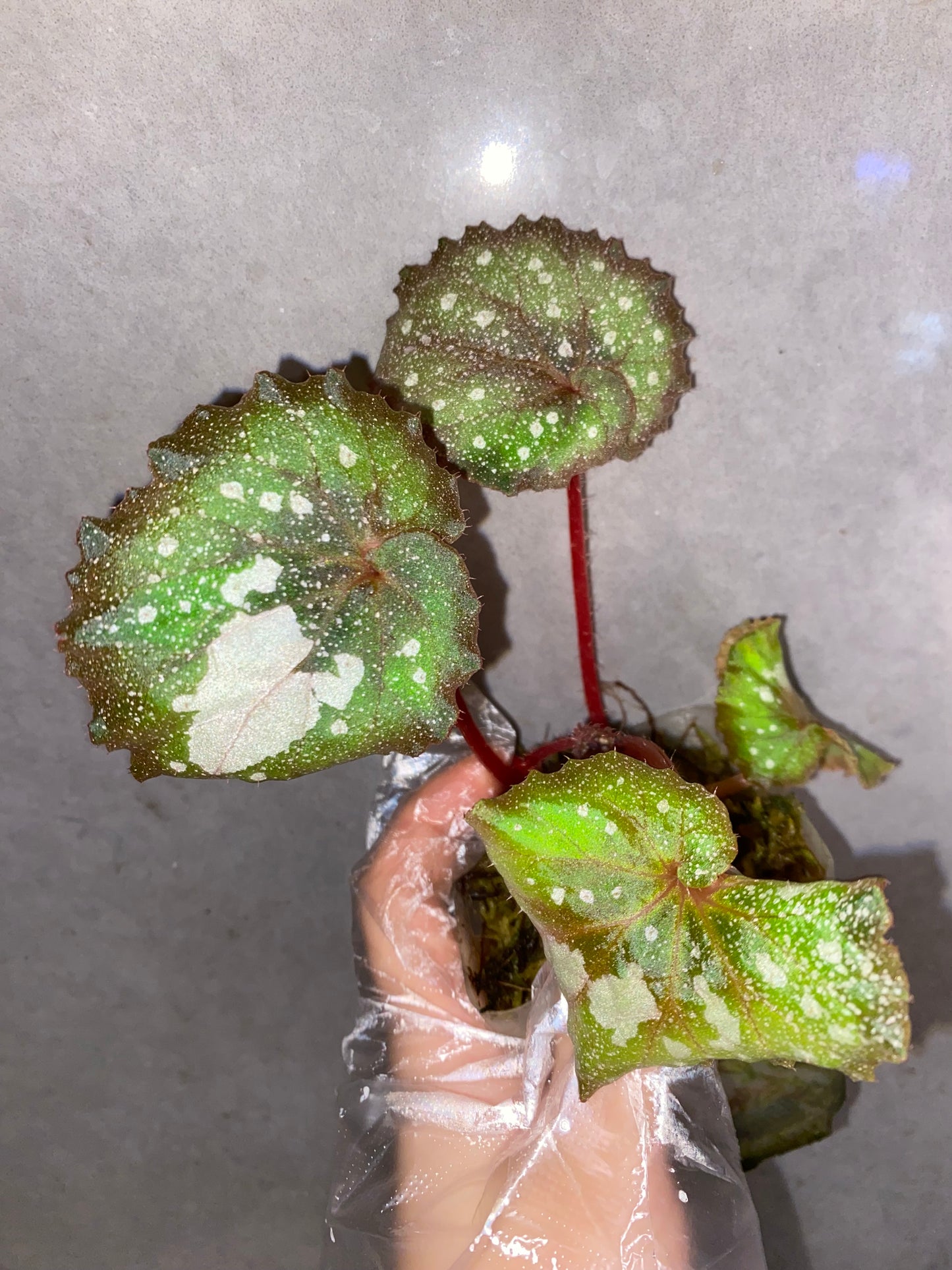 🌌Begonia 'Super Universe'