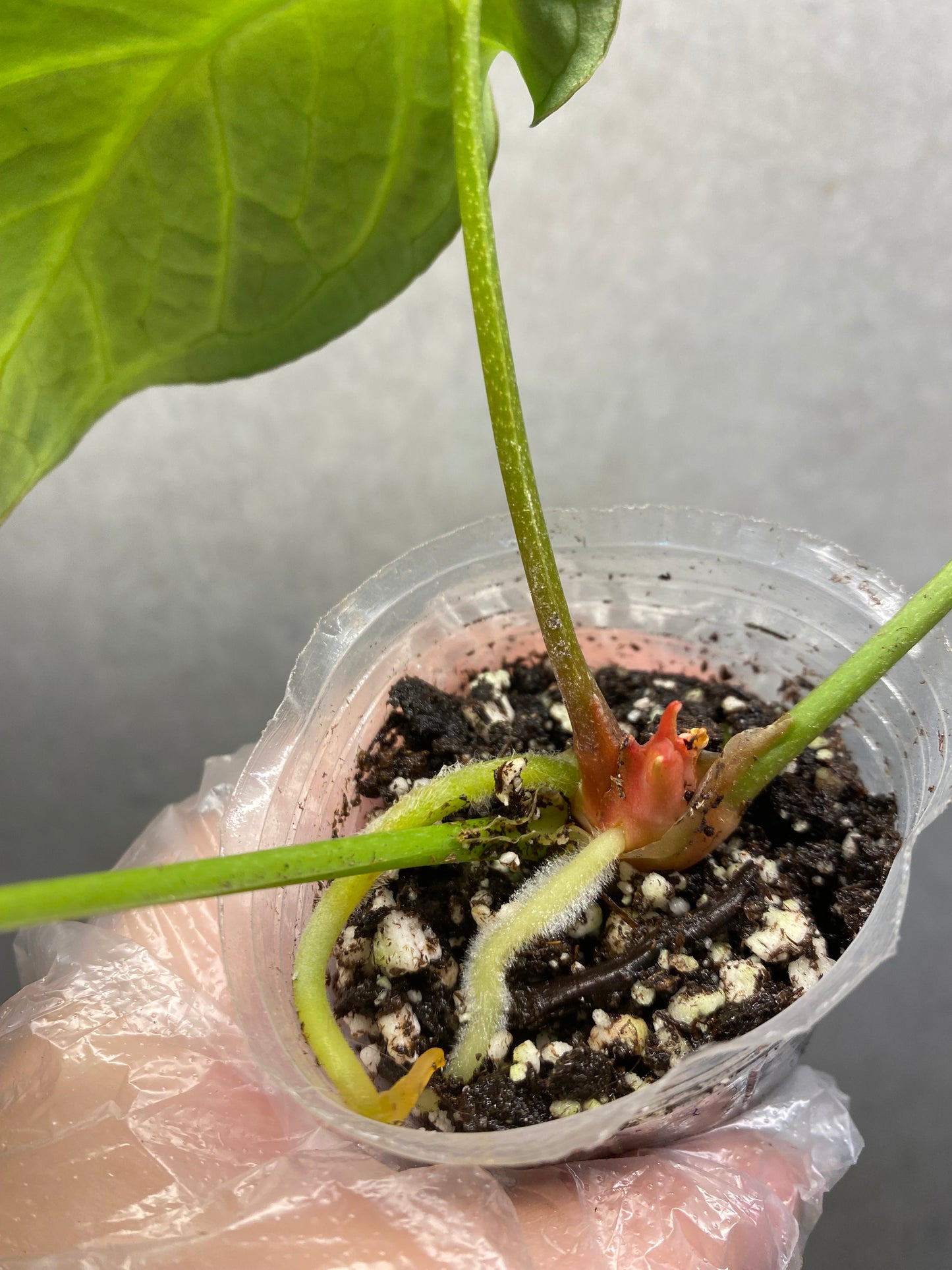 🌿 Anthurium crystallinum ‘Hope’