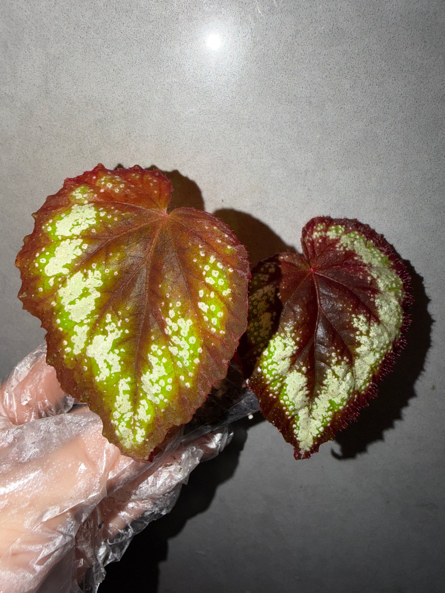 🌿Begonia ’Helen Lewis‘