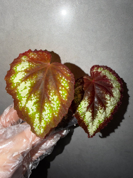 🌿Begonia ’Helen Lewis‘