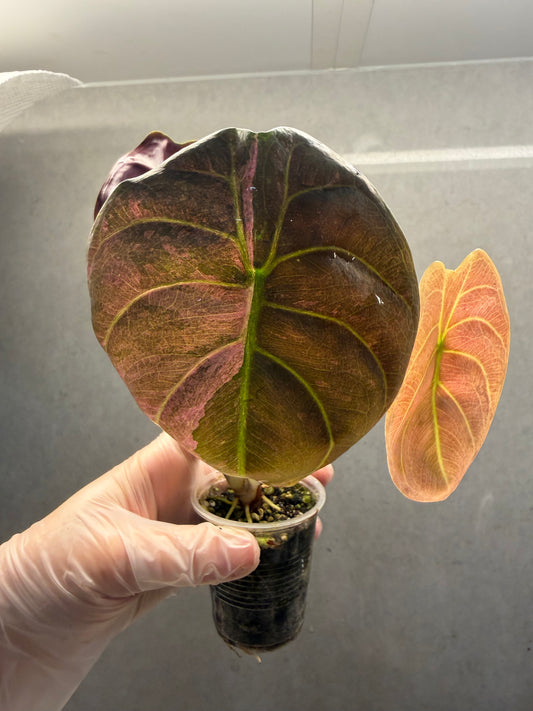 Alocasia cuprea Mint Pink Variegated（Rare）