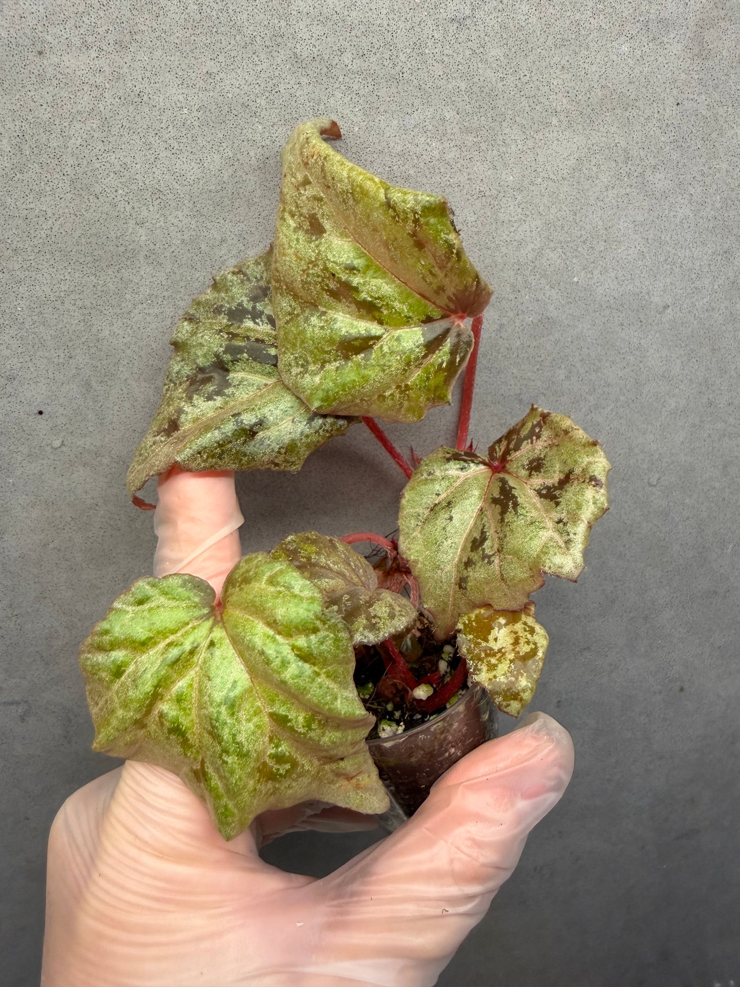🍫Begonia ‘Chocolate Milk’