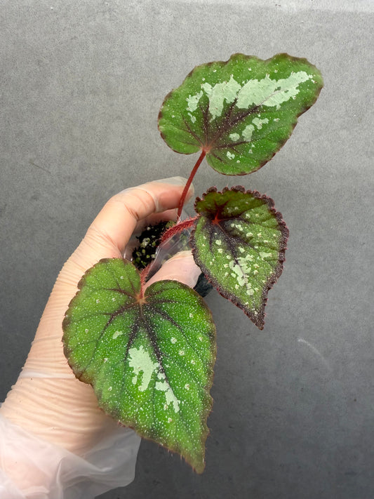 🌠 Begonia ‘DS-Antares’