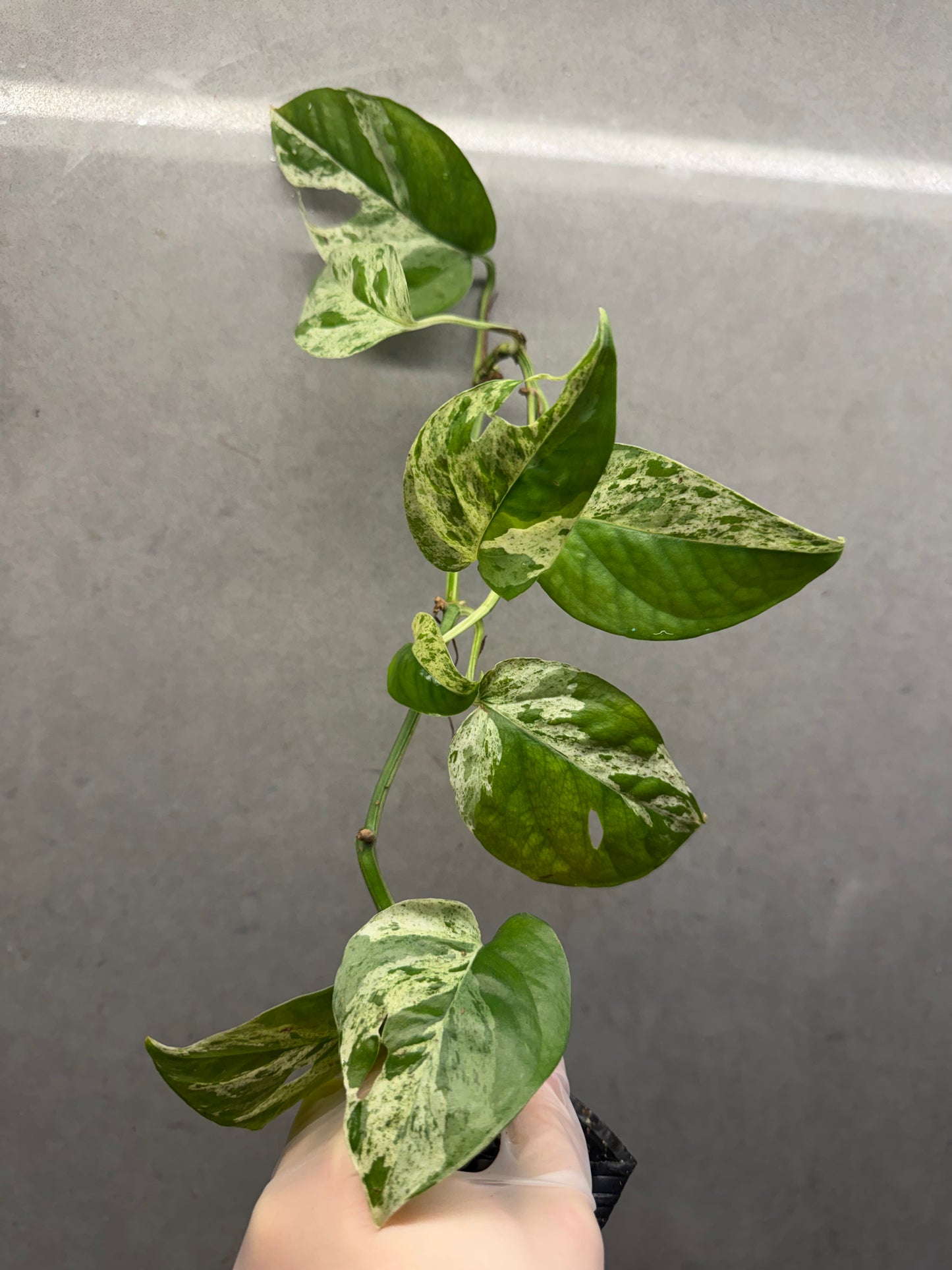 Epipremnum pinnatum 'Marble'