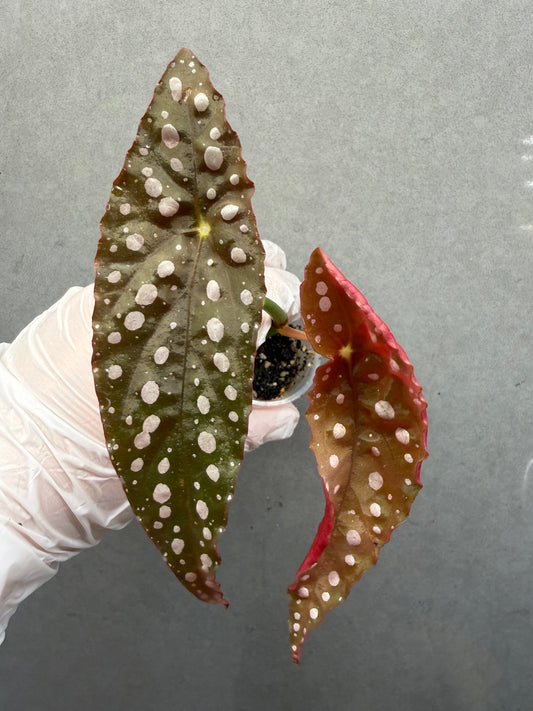 🌿Begonia ‘Sierra Mountain King’