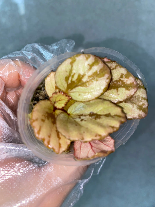 🌿 Begonia aketajawensis (Green)