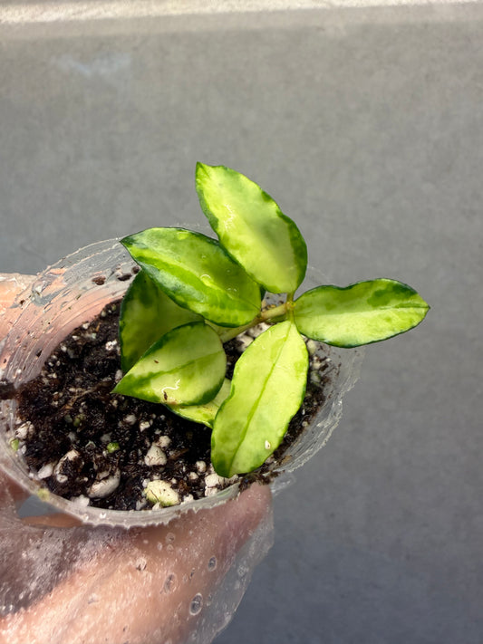 🌿Hoya Lacunosa tricolor bruno