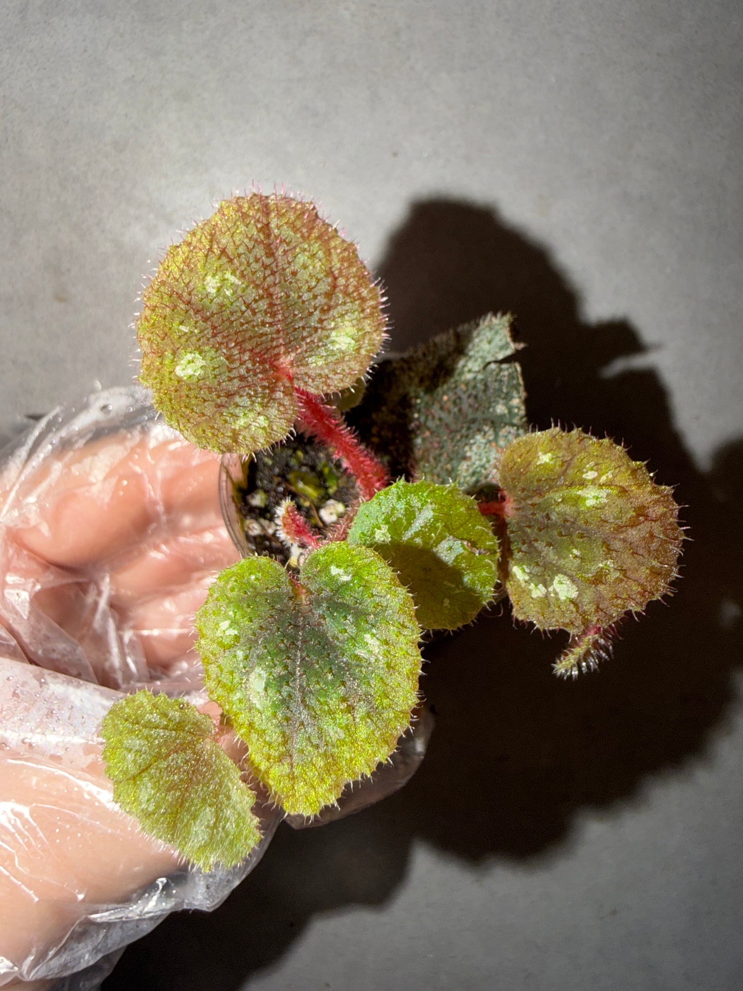 🌿Begonia picturata