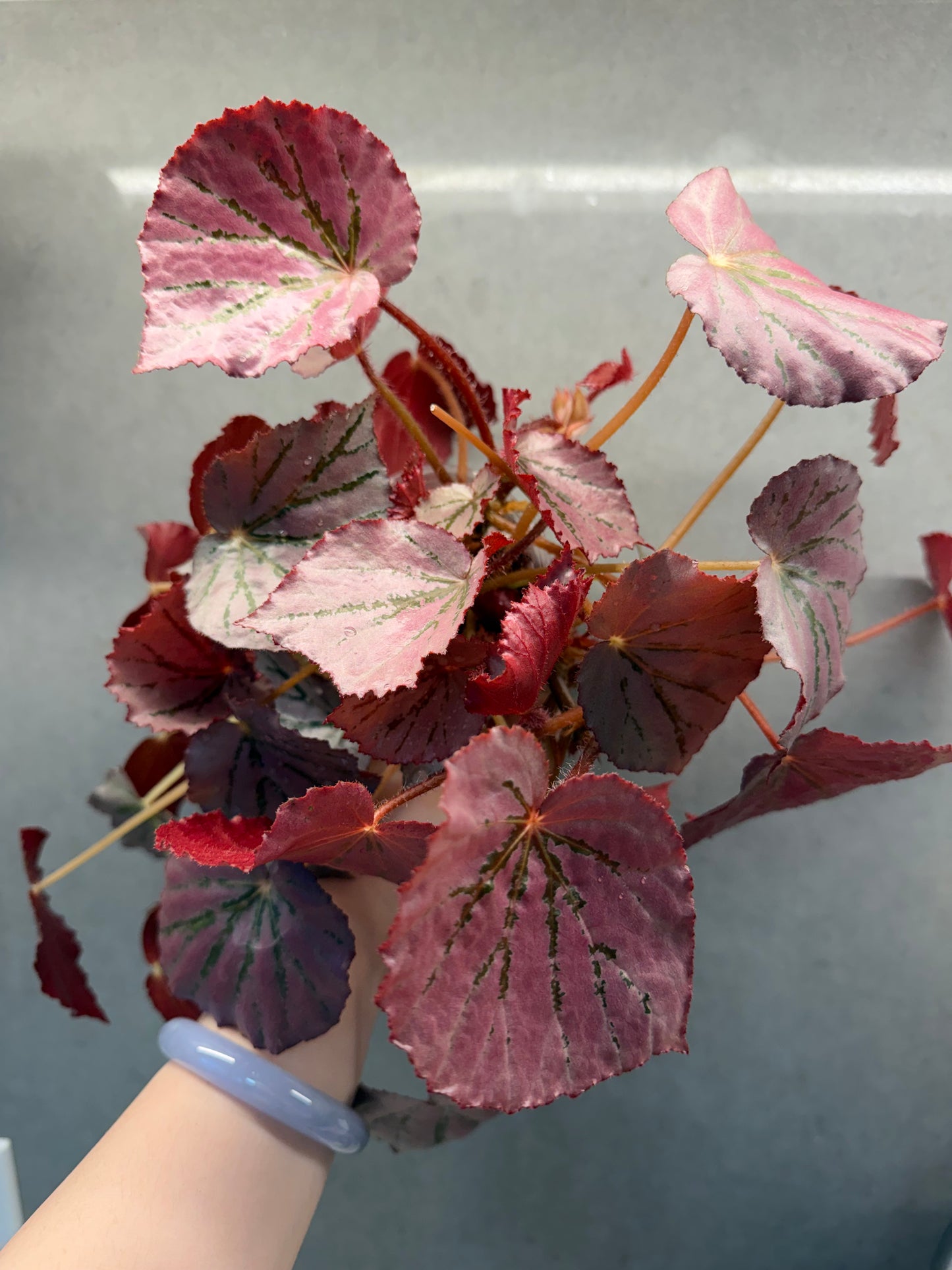 🌿 Begonia 'Martin Mystery'(Big mother plant)