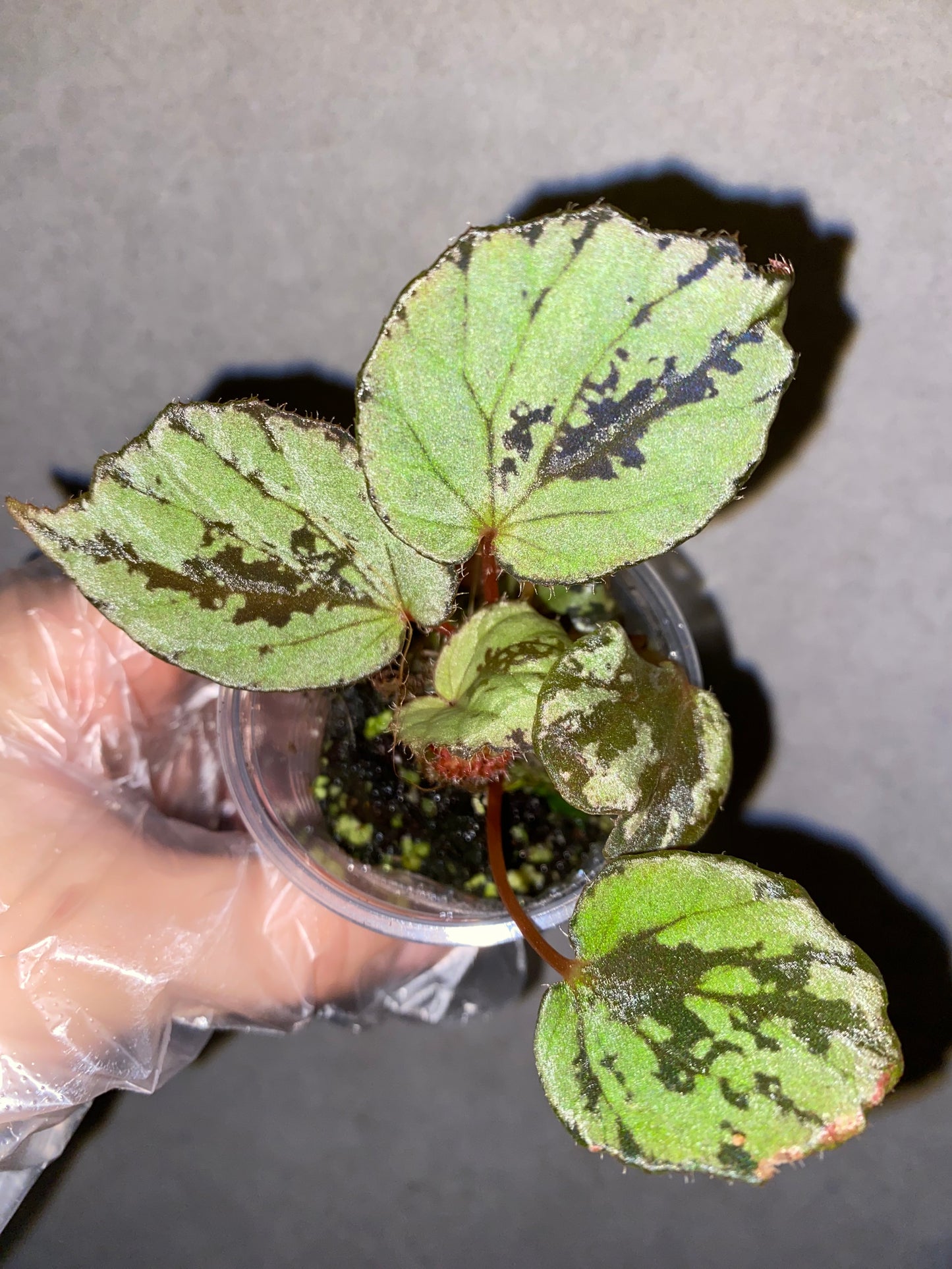 🌿 Begonia aketajawensis (Green)