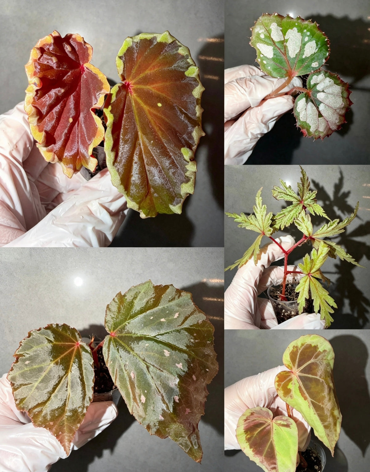 Begonia 5 Combo：Darthvaderiana（Green Spot）➕ hybrid ‘Blue-Green’➕ Black Bat➕ polilloensis x rajah➕ burkillii green form