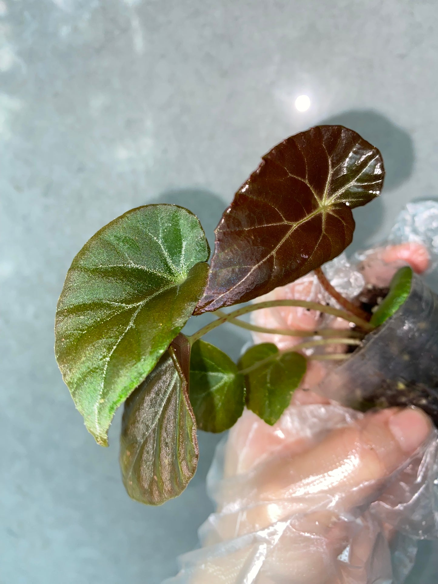 🌿 Begonia burkillii 'Black Form'
