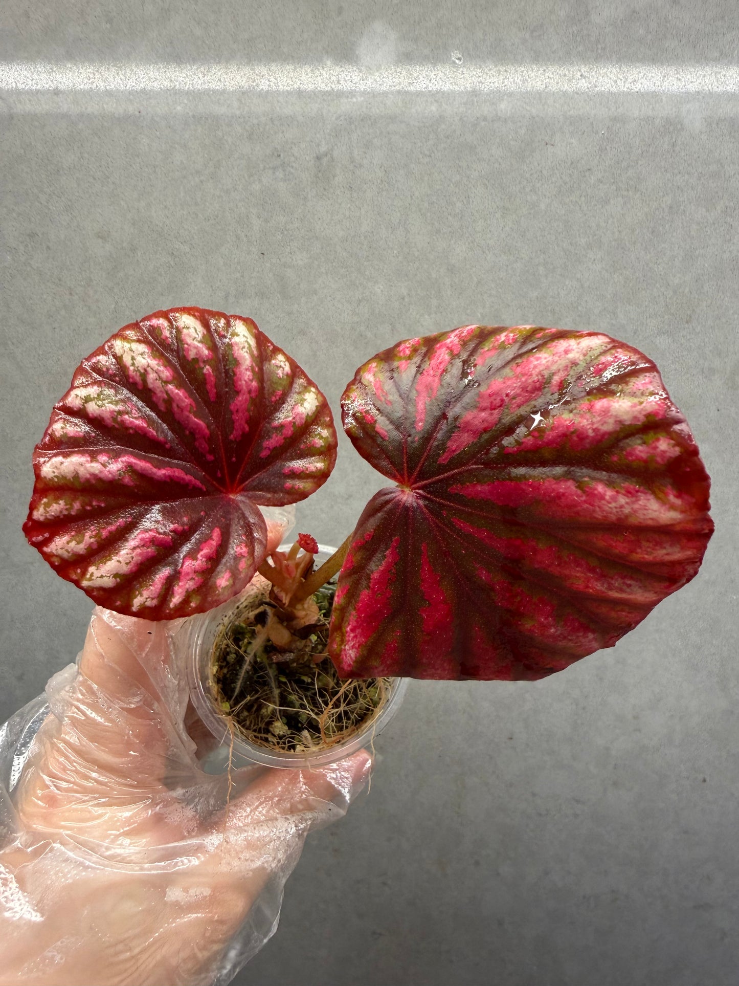 🌿 Begonia 'Candy Stripe'