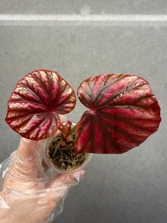 🌿 Begonia 'Candy Stripe'