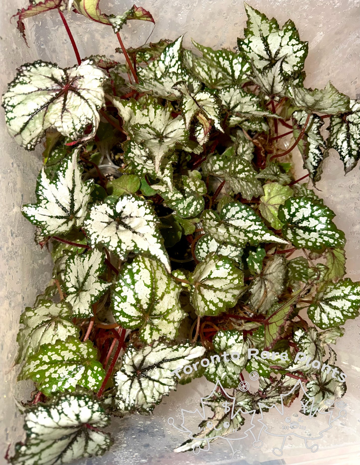 🌿Begonia Combo（Sale）