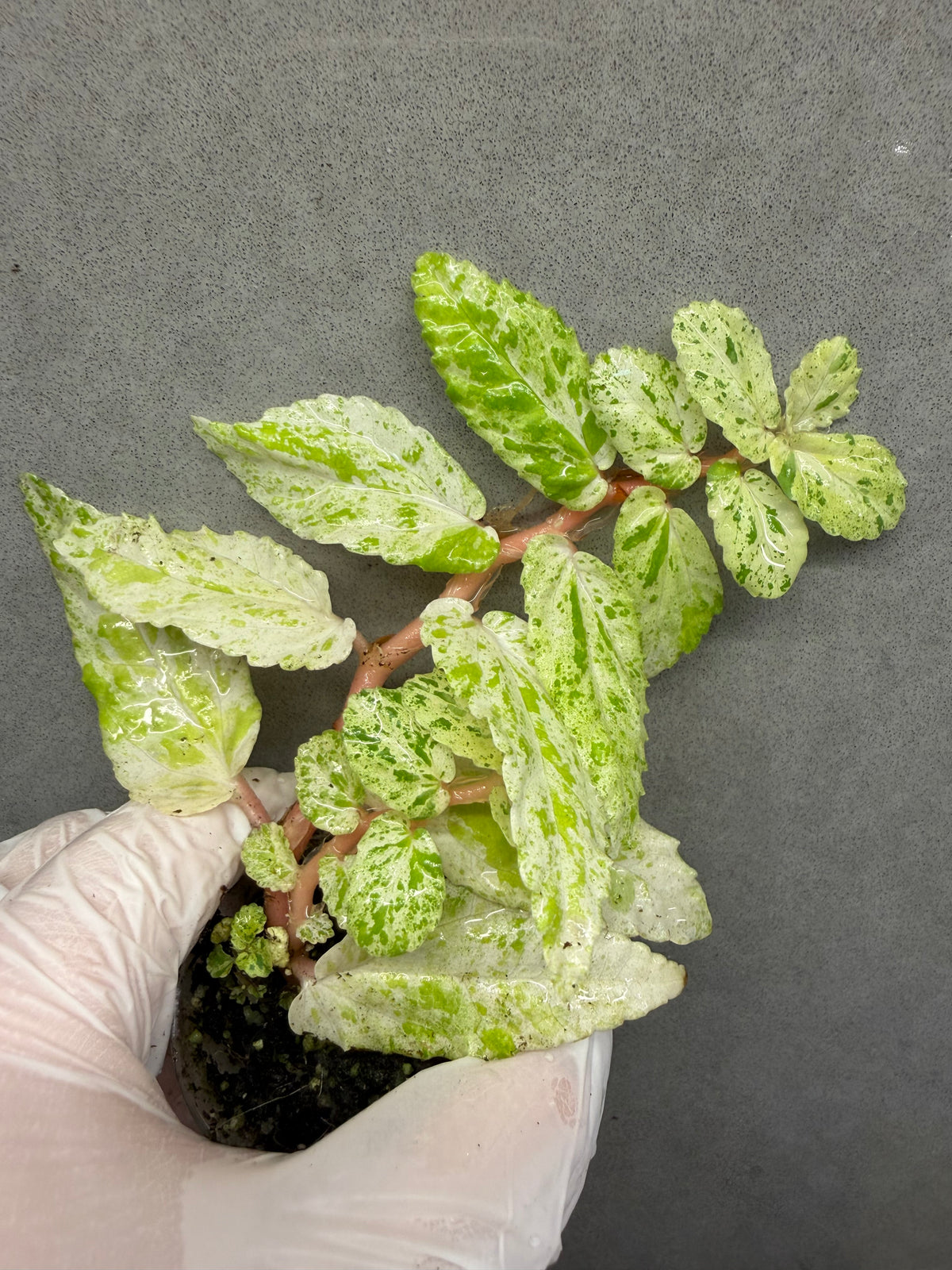 🌿Pellionia repens ’Variegata‘