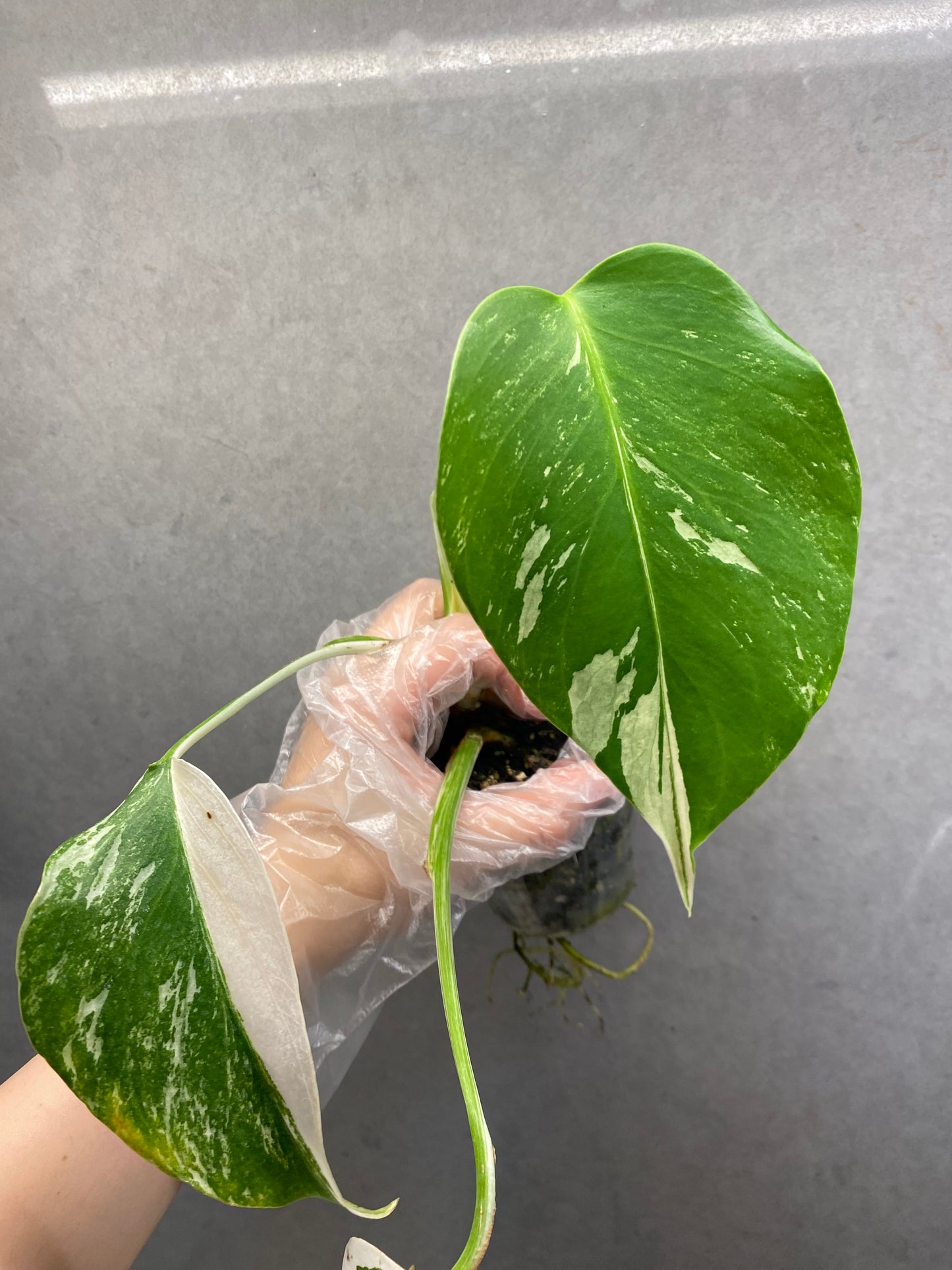 🌿 Monstera albo variegata