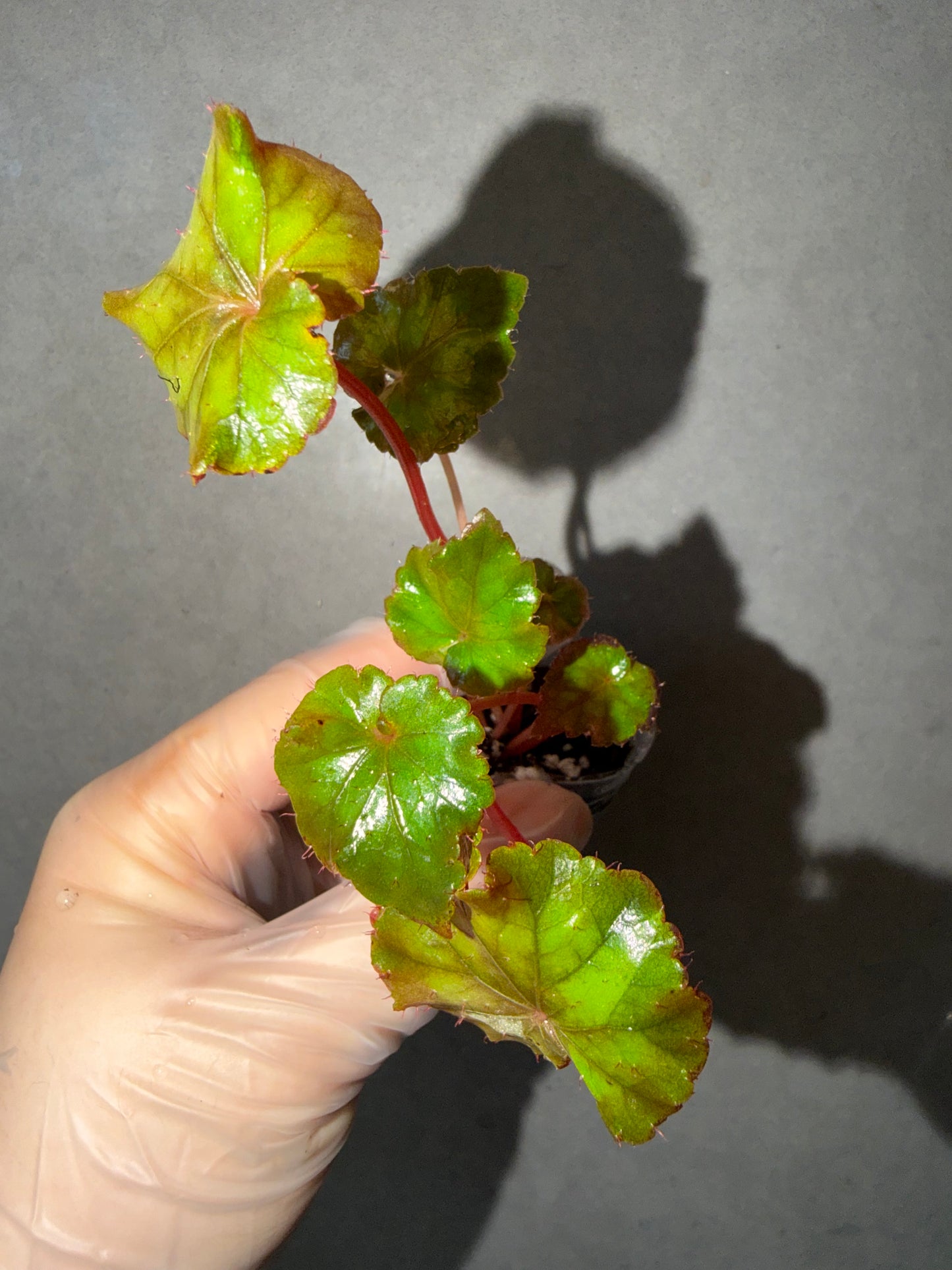 ⚡️Begonia ThunderCloud☁️