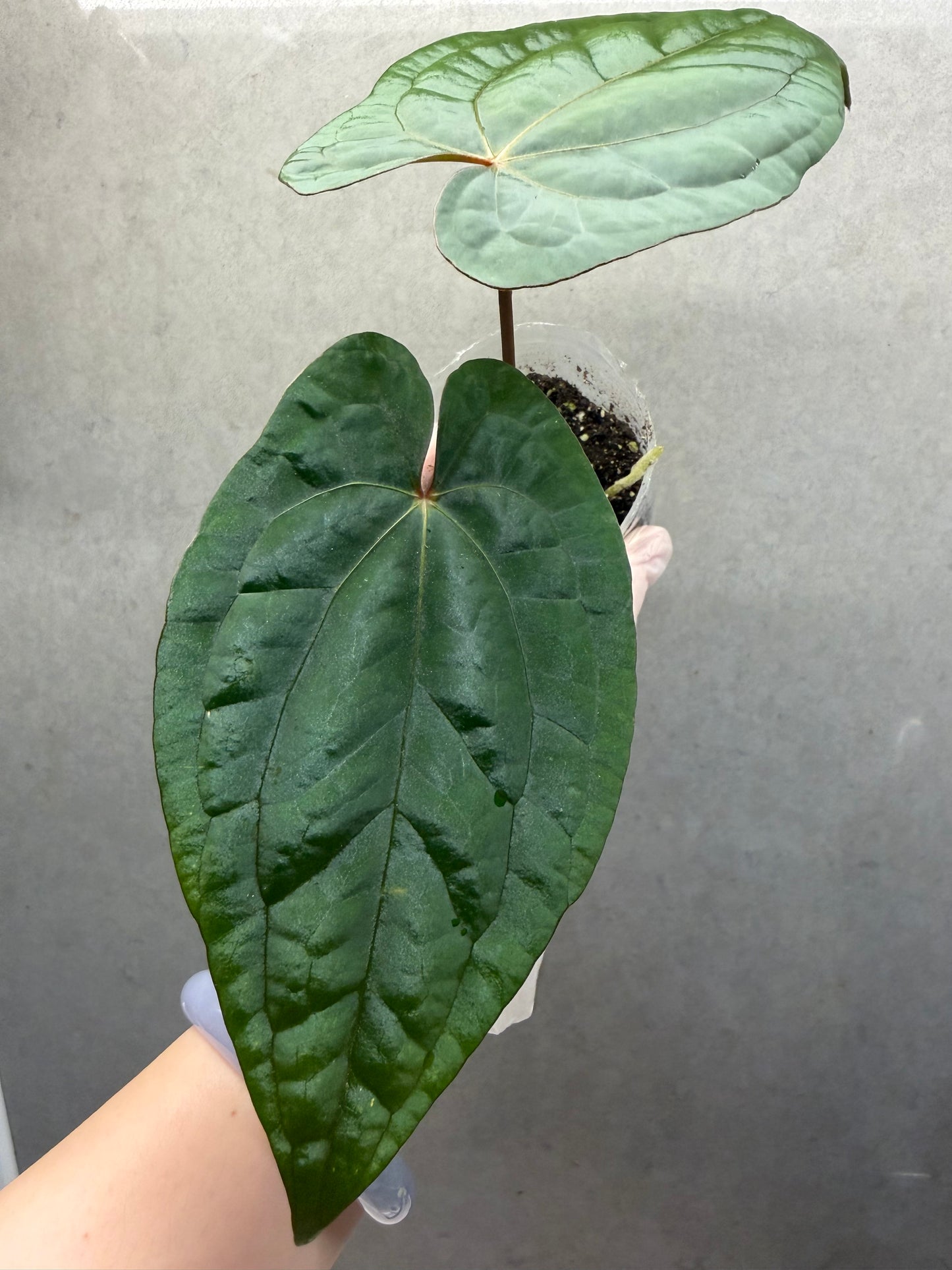 🌿Anthurium Red Vein Dark Phoenix
(RVDP)