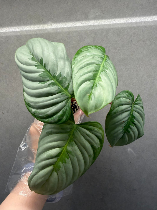 🌿Philodendron Sodiroi