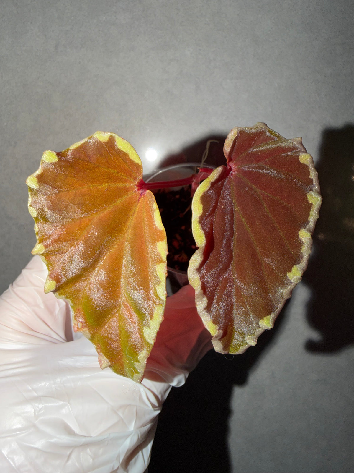 🥷Begonia Darthvaderiana（Green Spot）