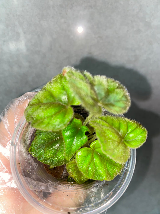 🌿 Begonia cathayana