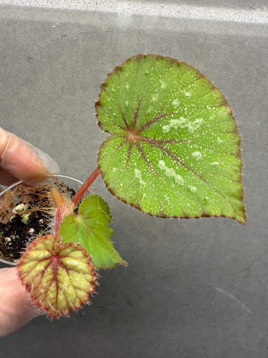 🌿Begonia ’Morning Dew‘
