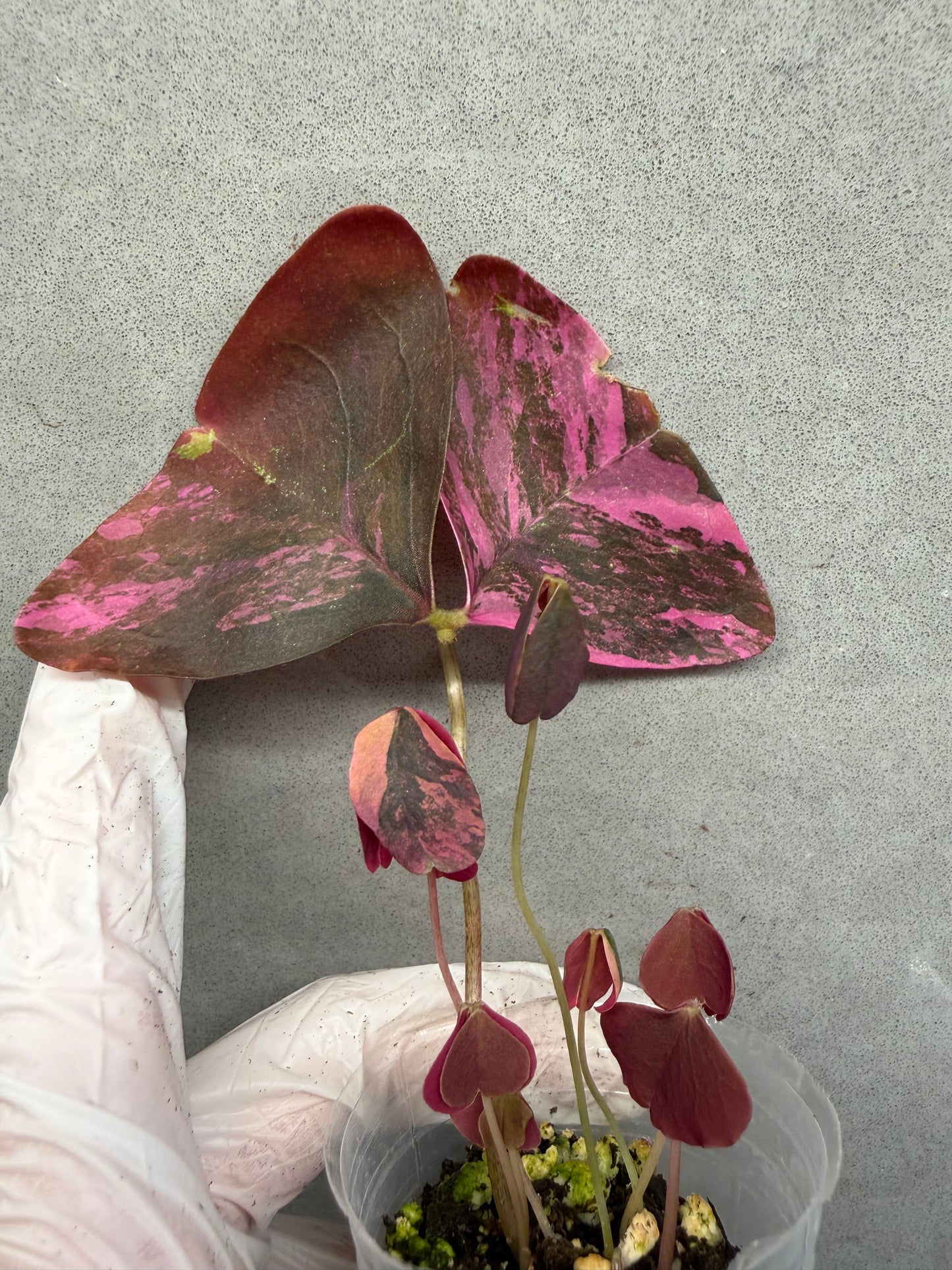 🍀Oxalis triangularis 'Pink Variegata'