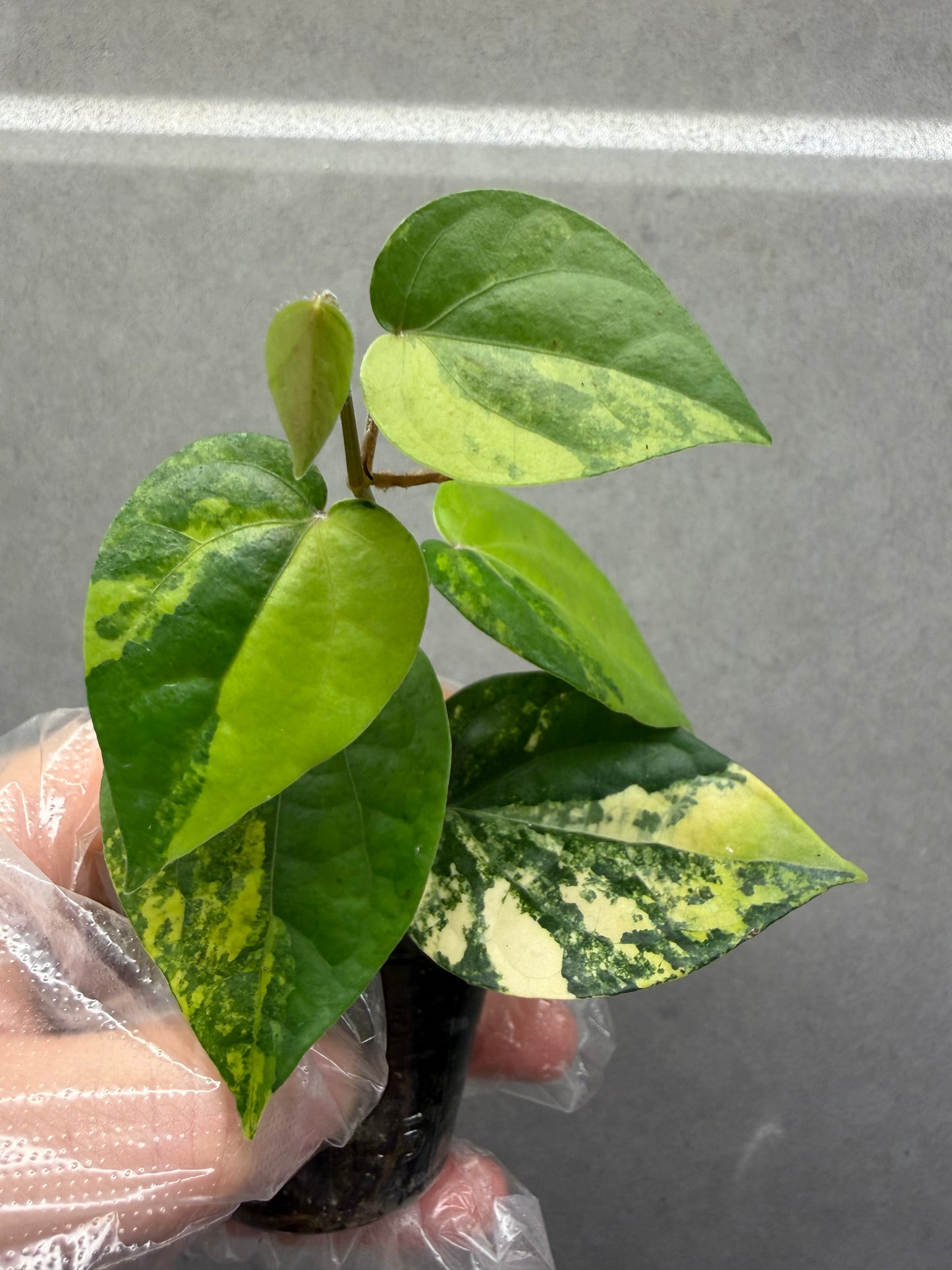 🌿Piper Aurea Variegated