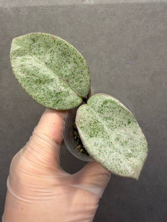 🌿Hoya Argentea Princess- revert variegated