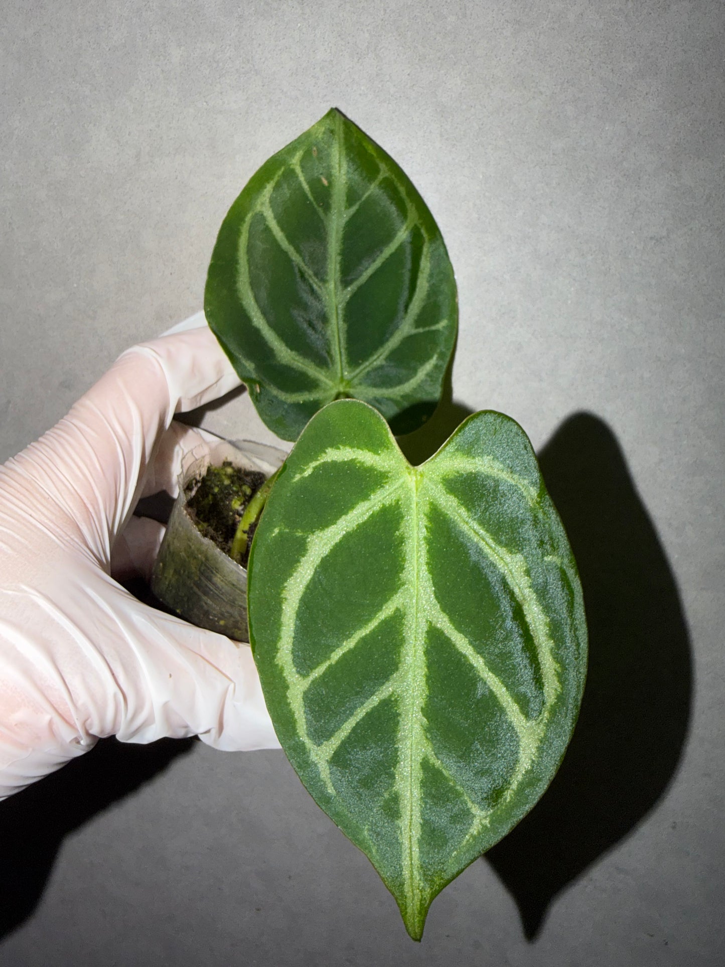 🌿Anthurium Papi *Black Crystallinum