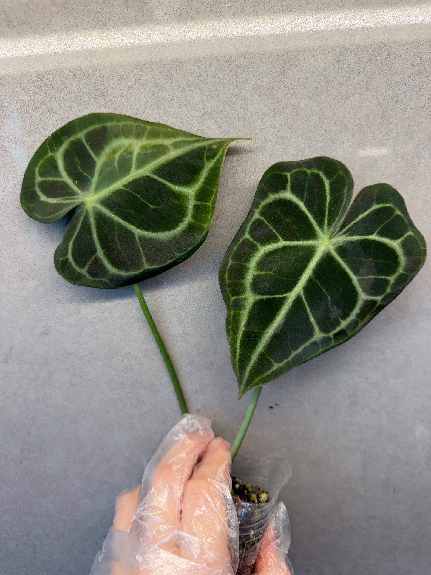 🌿Anthurium clarinervium