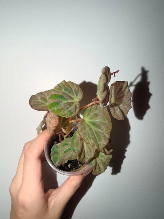🌿 Begonia sp. Sarawak