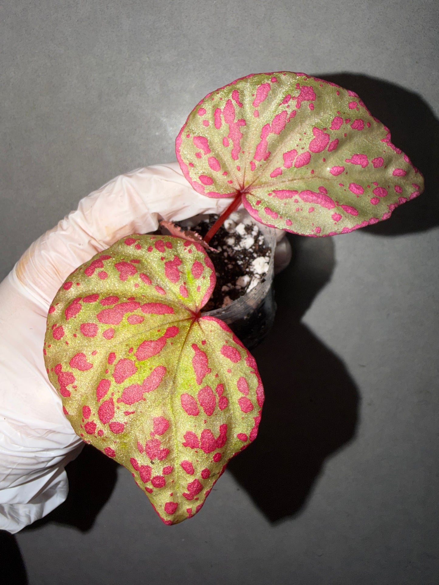 🌸Begonia Roseopunctata