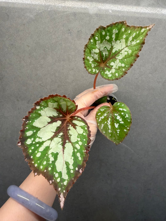 🍵 Begonia ‘Matcha Chocolate’