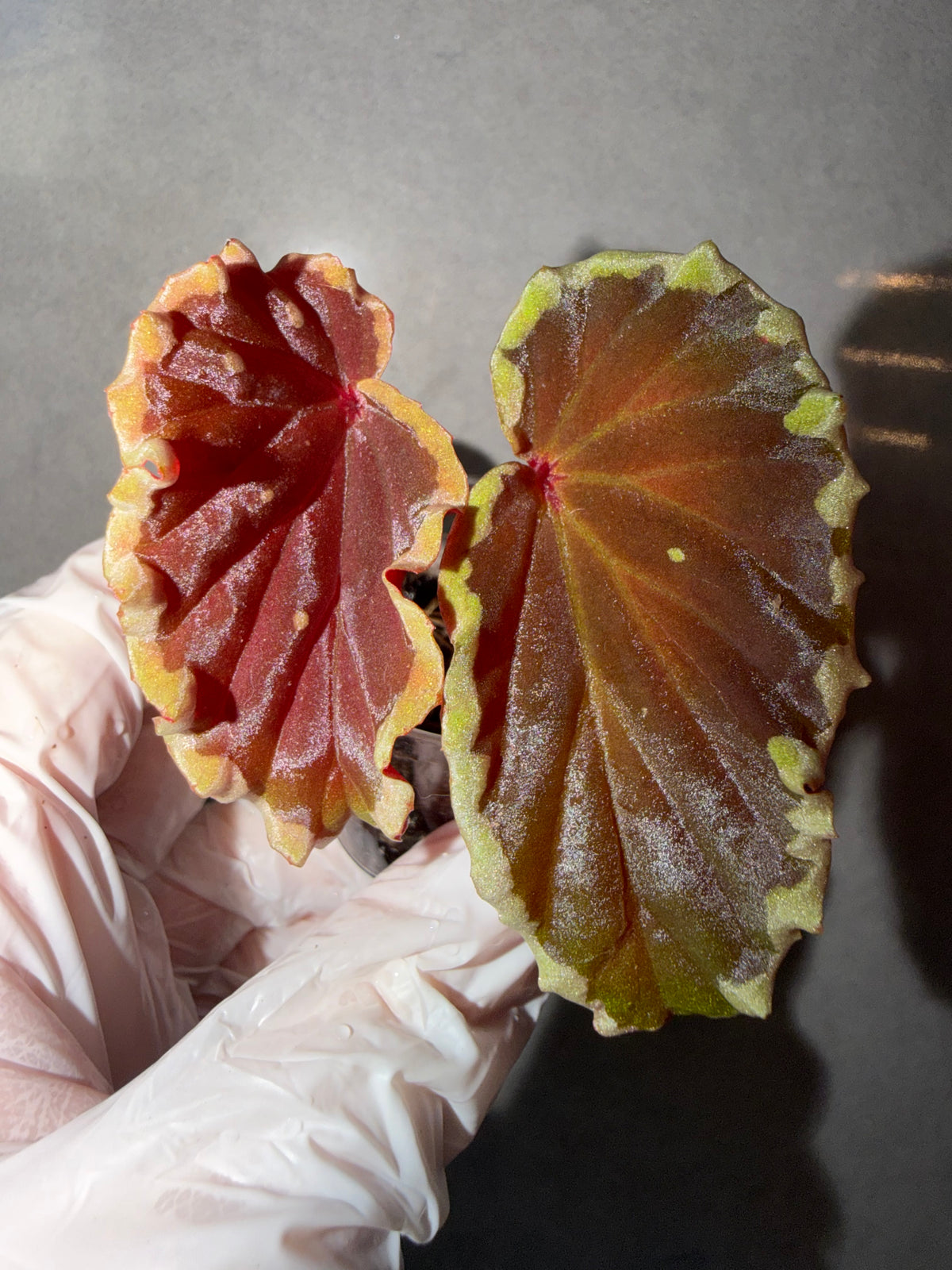 Begonia 5 Combo：Darthvaderiana（Green Spot）➕ hybrid ‘Blue-Green’➕ Black Bat➕ polilloensis x rajah➕ burkillii green form